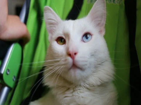 White cat lying in the pram. Stock Footage 80275169