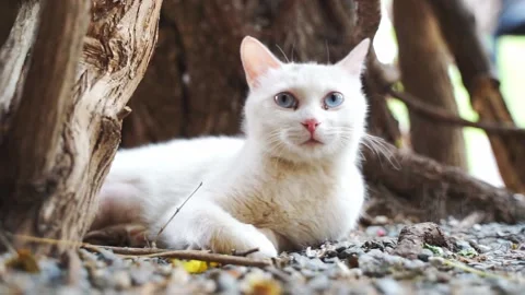 White cat lying resting on the side of the street Stock Footage 155795262