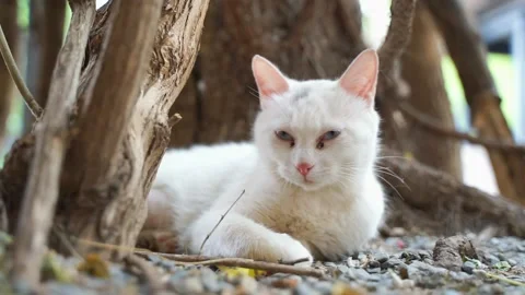 White cat lying resting on the side of the street Stock Footage 155795267