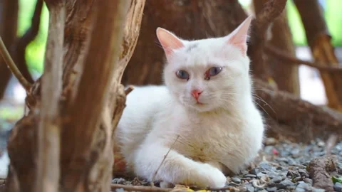 White cat lying resting on the side of the street Stock Footage 155795268