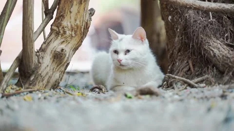 White cat lying resting on the side of the street Vídeo Stock 155795280
