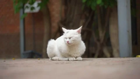 White cat lying resting on the side of the street Stock Footage 155795281