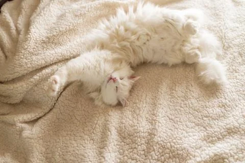 White cat is lying on the rug. Stock Photos