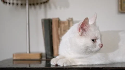 White cat lying on a shelf Stock Footage 320467027