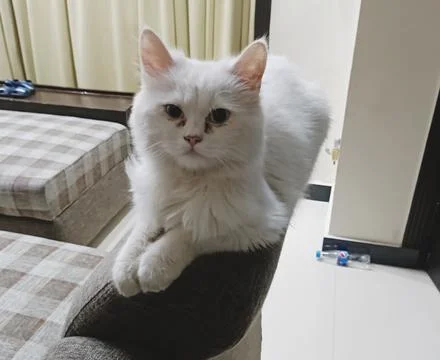 White Cat Lying On A Sofa In The Sunlight Stock Photos