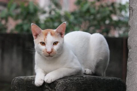 White cat lying on stone wall outdoors Stock Photos