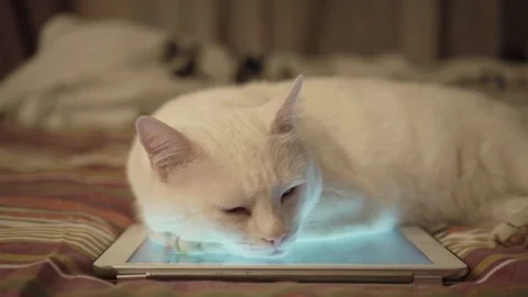 White cat lying on the tablet Vídeo Stock 102112173