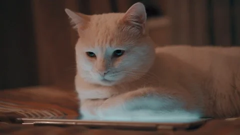 White cat lying on the tablet Stock Footage 102112189