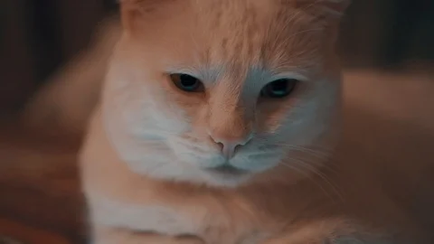 White cat lying on the tablet Stock Footage 102112197