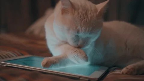 White cat lying on the tablet Stock Footage 102112200