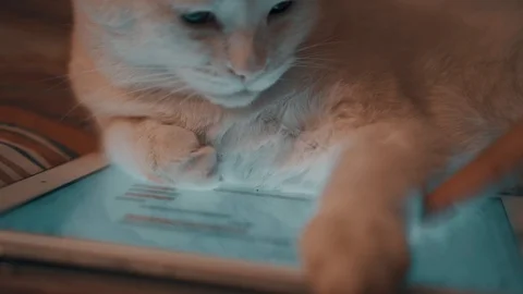 White cat lying on the tablet Stock Footage 102112218