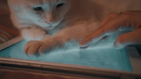 White cat lying on the tablet 動画素材 102112231