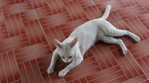 White cat lying on tile flooring closeup Stock Footage 140868945