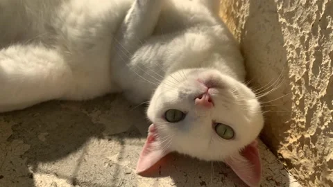 White cat lying upside down on an old apartment balcony 스톡 동영상 153881069