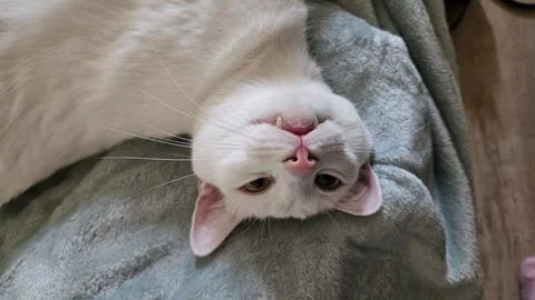 White Cat Lying Upside Down on a Blanket Stock Photos