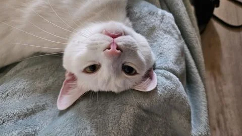 White Cat Lying Upside Down on a Blanket Stock Photos