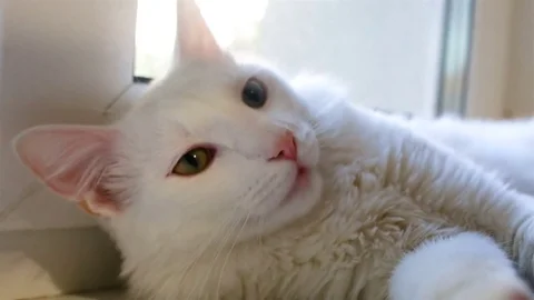 White cat lying on the windowsill, playing, spreads his paws. Inside the room Stock Footage 80275480
