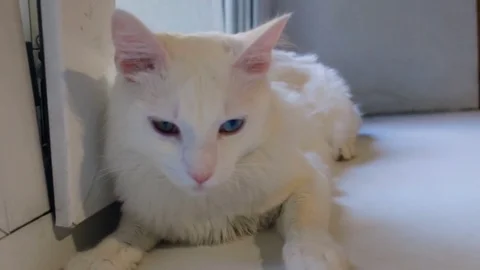 White cat lying on the windowsill, turned to the side, looking outside Stock Footage 80275378
