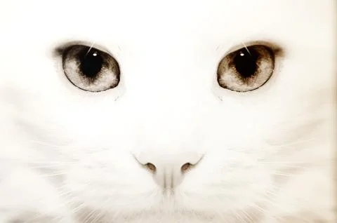 White cat: macro Stock-Fotos