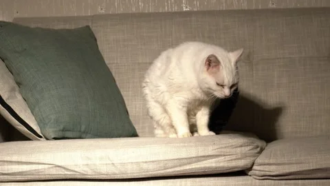 White cat makes bed on house sofa Stock Footage 257449074
