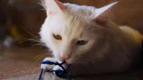White cat medium shot of sunshine, lying on the floor, playing with a rubbe Stock Footage 80368417