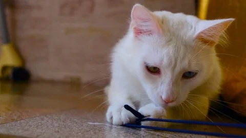 White cat medium shot of sunshine, lying on the floor, playing with . You can cl Stock Footage 80368437