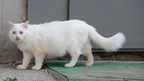 White cat meets gray cat on the street Stock Footage 89416741