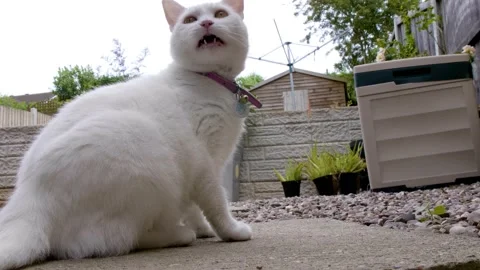 White cat Meows at camera Stock Footage 137458529