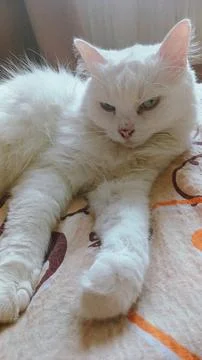 White Cat with Mismatched Eyes on a Patterned Bedspread Stock Photos