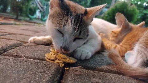 White cat mom cheweing and eating cracker, cookies on a street while the or.. Stock Footage 273437075