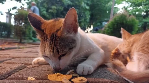White cat mom eating cracker, cookies on a street while the orange kitten b.. Stock Footage 273436818