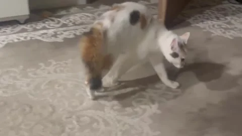 A white cat with multi-colored spots walks sideways to attack another cat Video stock 328010518