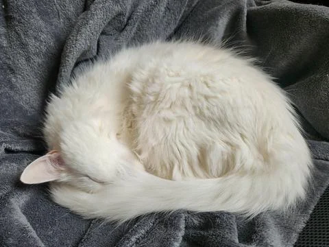 White Cat Napping on a Blanket Stock Photos