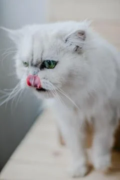 White cat needle is licked Stock Photos