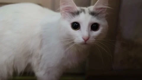 White cat nervously scared looks at the camera at home. Stock Footage 166508350