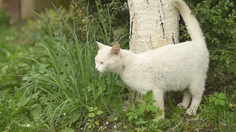 White Cat nestle to tree. Cloudy Stock Footage
