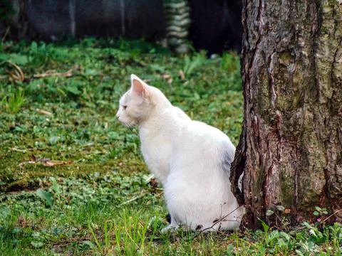 White cat next to a tree Fotos de archivo