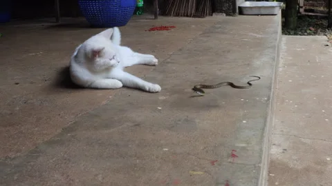 White Cat Observing a Small Moving Snake Stock Footage 277829561