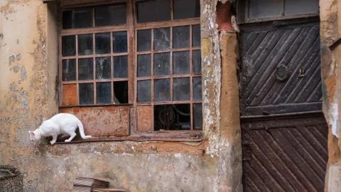 White cat on old window Foto stock