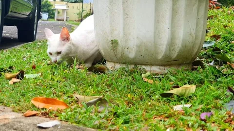 A white cat with orange eyes sits near a large white planter, partially hid.. Stock Footage 295137705