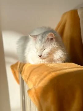 White cat with orange nose squints and the sun. Cat sits on the orange sofa Stock Photos