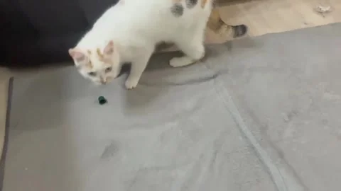 A white cat with orange spots on its back plays with a small ball on the floor Stock-Footage 328032925