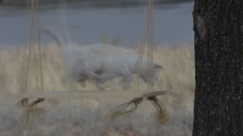 White cat outdoors Stock Footage 33907789
