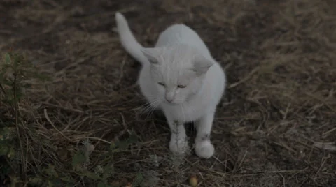 White cat outdoors Stock Footage 33908100