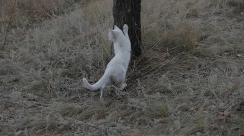 White cat outdoors Stock Footage 33908243