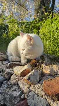 White cat outside Stock Photos