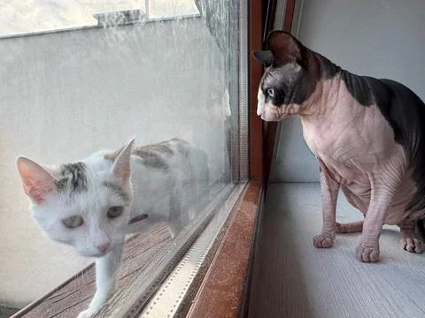 White cat outside window with sphynx cat inside Foto stock
