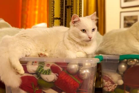 White cat over a plastic box with a lot of christmas ornament inside Stock Photos