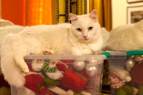 White cat over a plastic box with a lot of christmas ornament inside Stock Photos