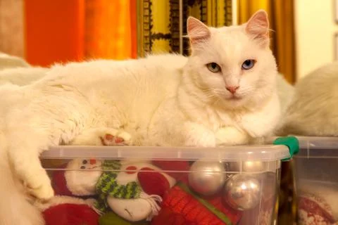 White cat over a plastic box with a lot of christmas ornament inside Stock Photos